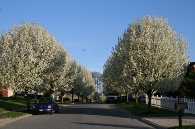 Trees in Crestwood - Spring 2011