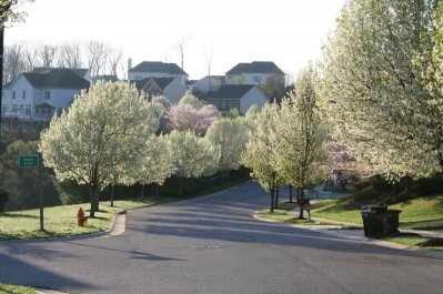 Bradford Pear Trees